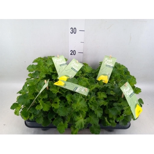 Pelargonium   ...mix smelling