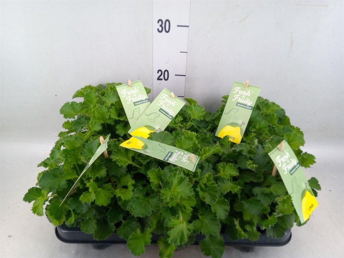 <h4>Pelargonium   ...mix smelling</h4>