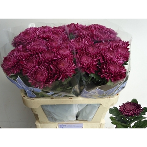 CHR G BIGOUDI PURPLE