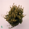 Euonymus Fo Emerald Gold stam