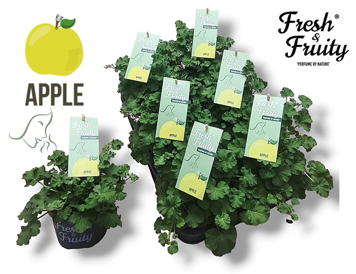 <h4>Pel. Fresh&Fruity® Apple Fresh</h4>