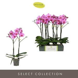 Phal Ov Roze Tablo Roze