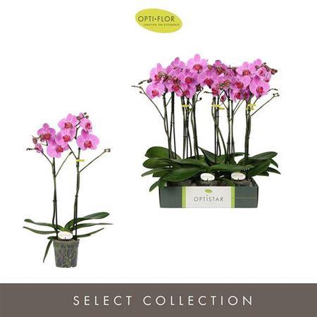 <h4>Phal Ov Roze Tablo Roze</h4>