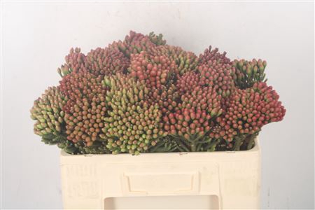 <h4>Kaaps Brunia La Red</h4>