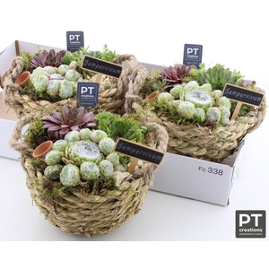 ARR SEMPERVIVUM