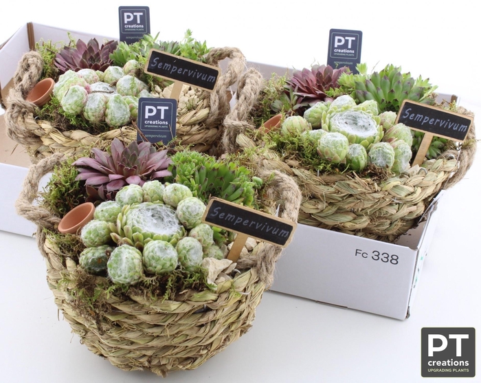 <h4>ARR SEMPERVIVUM</h4>
