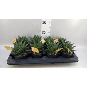 xGasteraloe  'Aurora'