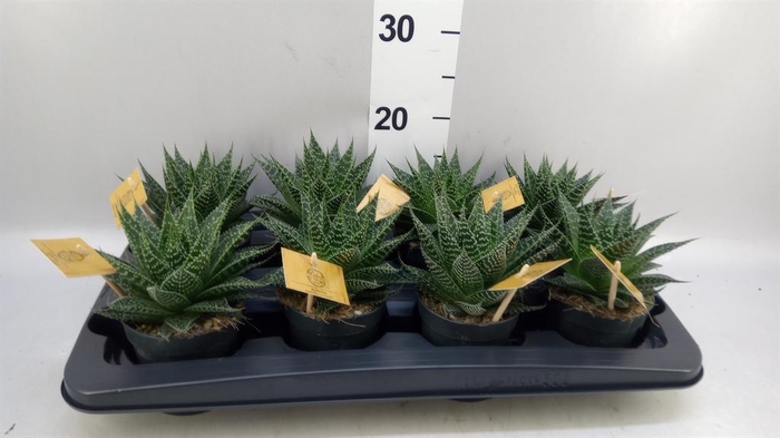 <h4>xGasteraloe  'Aurora'</h4>