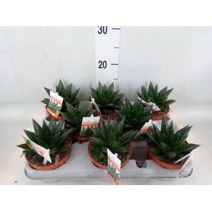 Gasteria