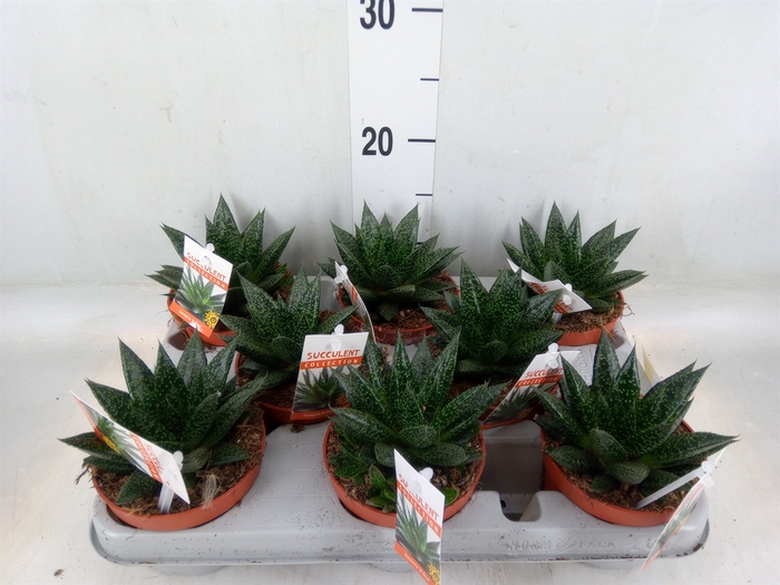 <h4>Gasteria</h4>