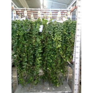 Hedera helix 'Pittsburgh'