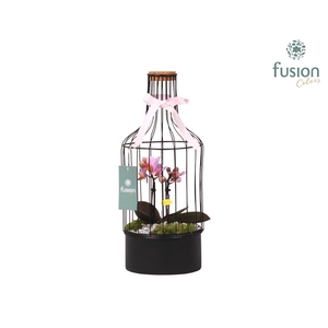 Metalen fles met kurk zwart middel met Phalaenopsis
