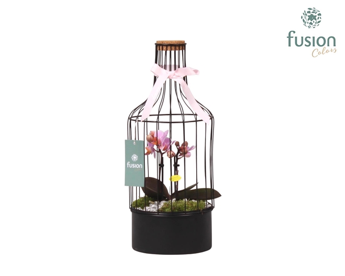 <h4>Metalen fles met kurk zwart middel met Phalaenopsis</h4>