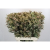 Leucadendron Ayoba Star Pearl