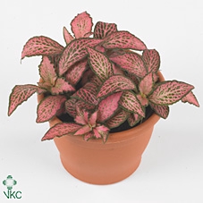 Fittonia  'Mosaic Pink Forest Flam'