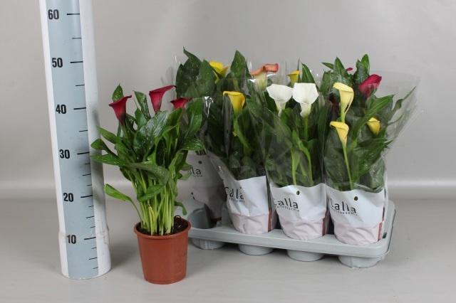 <h4>ZANT GEM 4 KL</h4>