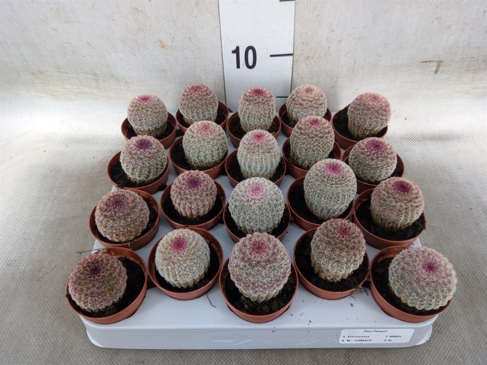 <h4>Cactus   ...</h4>