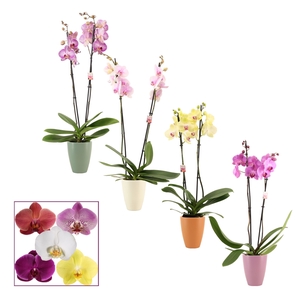 Phalaenopsis 2 tak 14+ mix in Carly (Craft world-collection)