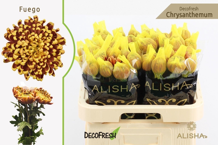 <h4>Chr g Fuego</h4>