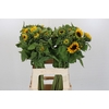 Helianthus Orange Fire