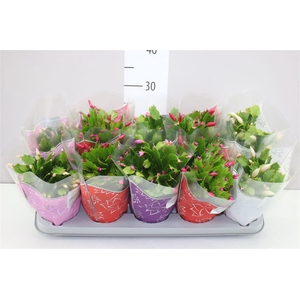 Schlumbergera Flame Gemengd