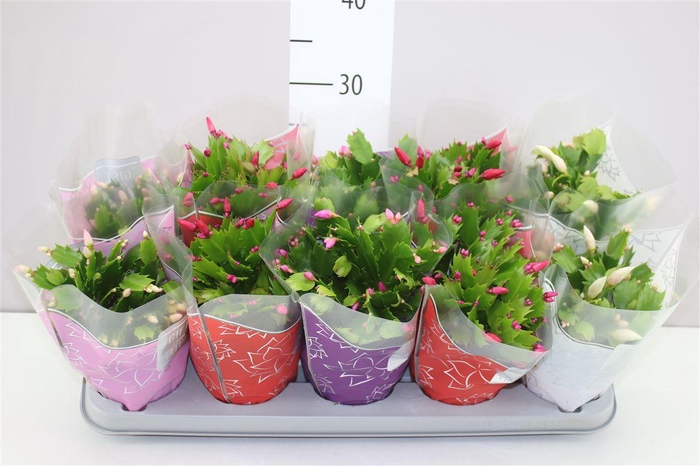 <h4>Schlumbergera Flame Gemengd</h4>