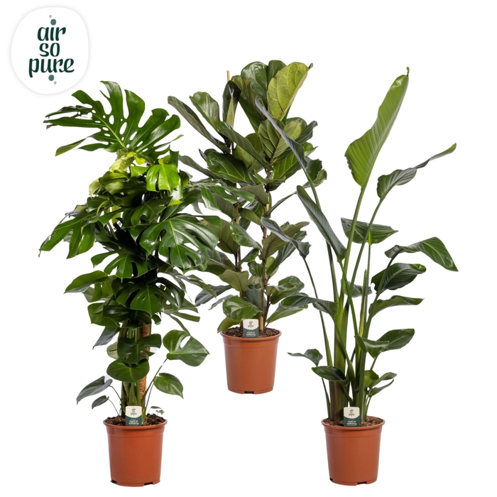 <h4>Kamerplanten gem. groen 4 soorten</h4>