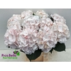Hydrangea sweet verena