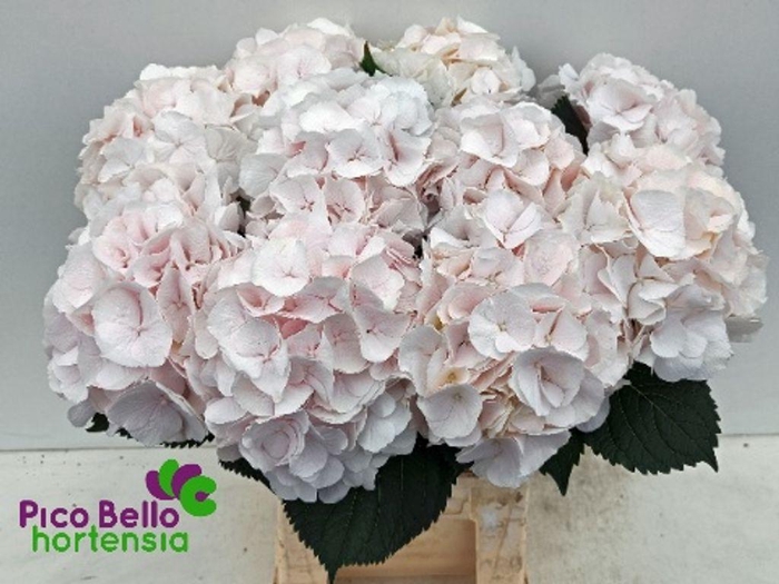 Hydrangea sweet verena