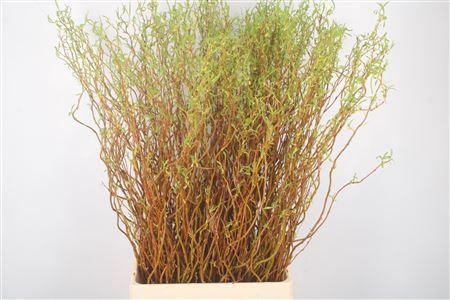 <h4>Salix Yellow Per Bunch</h4>