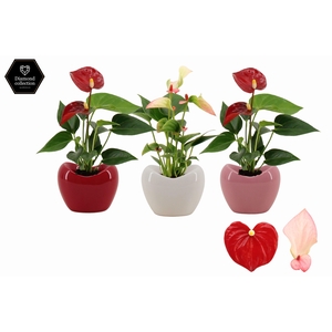 Anthurium 6 cm 2 color mix in Paris ceramics