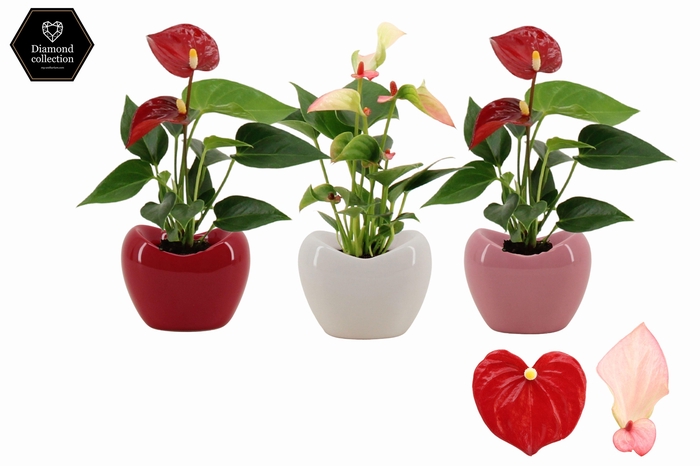<h4>Anthurium 6 cm 2 color mix in Paris ceramics</h4>