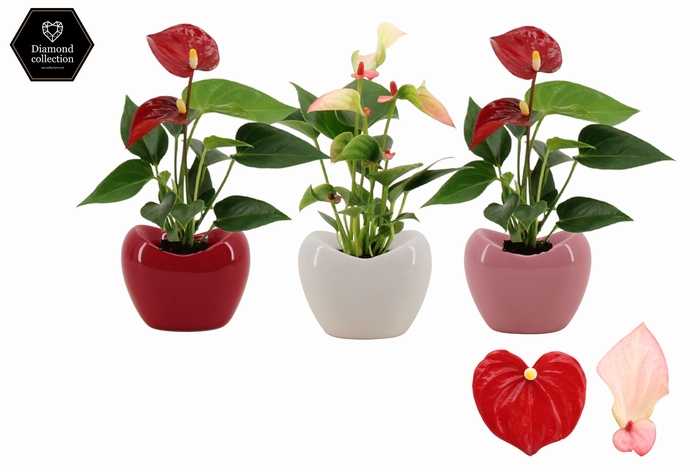 <h4>Anthurium 6 cm 2 color mix in Paris ceramics</h4>