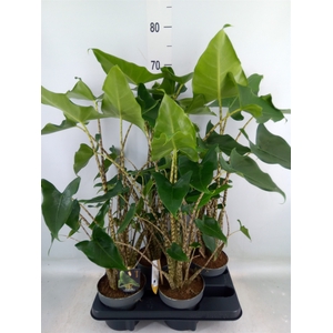 Alocasia zebrina 'Siberian Tiger'