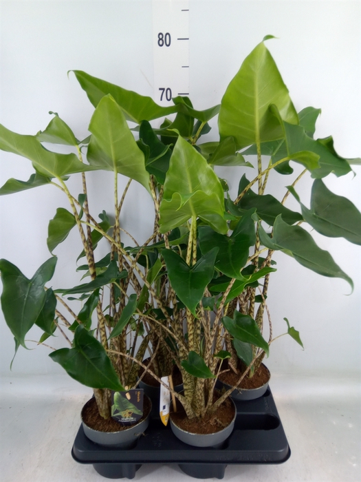 <h4>Alocasia zebrina 'Siberian Tiger'</h4>