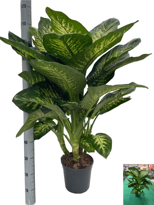 <h4>DIEFF SE TROPIC SNOW</h4>