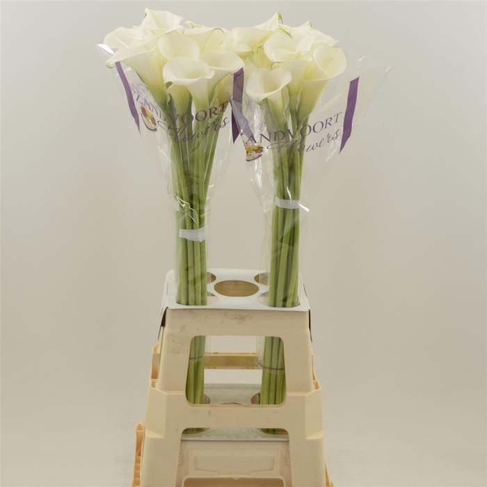 <h4>Calla White Mambo</h4>