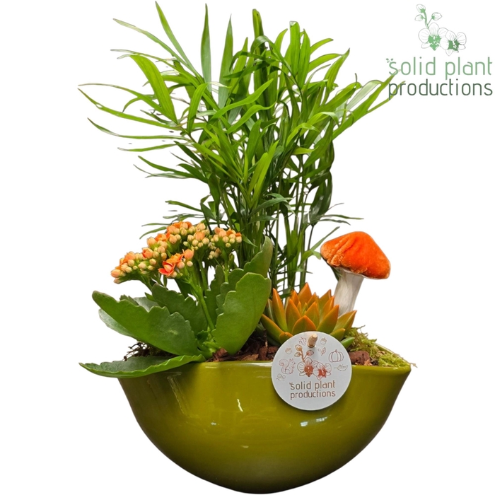<h4>CE005 Evelyn Green Orange Echeveria</h4>
