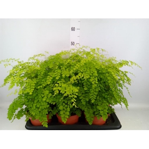 Adiantum raddi. 'Fragrans'
