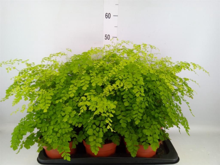 <h4>Adiantum raddi. 'Fragrans'</h4>