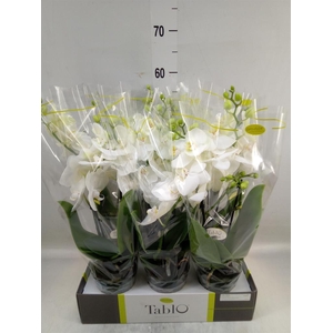 Phalaenopsis   ...white