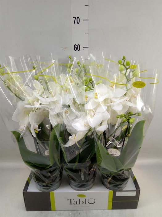 <h4>Phalaenopsis   ...white</h4>