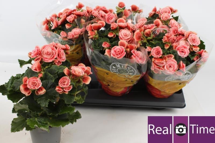 <h4>BEG DU BORIAS</h4>