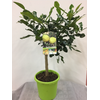 Citrus hystrix