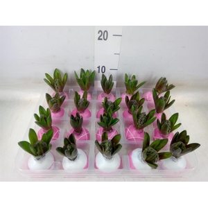 Hyacinthus orie.   ...waxed L%