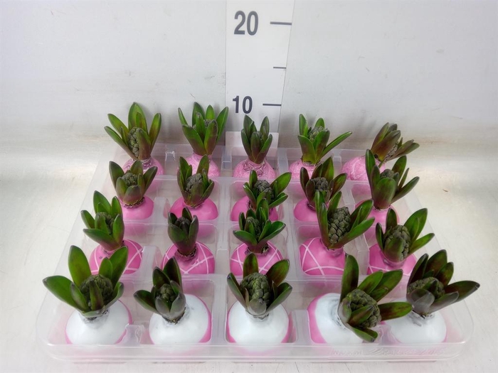 <h4>Hyacinthus orie.   ...waxed L%</h4>