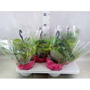 Scindapsus pictus 'Trebie'