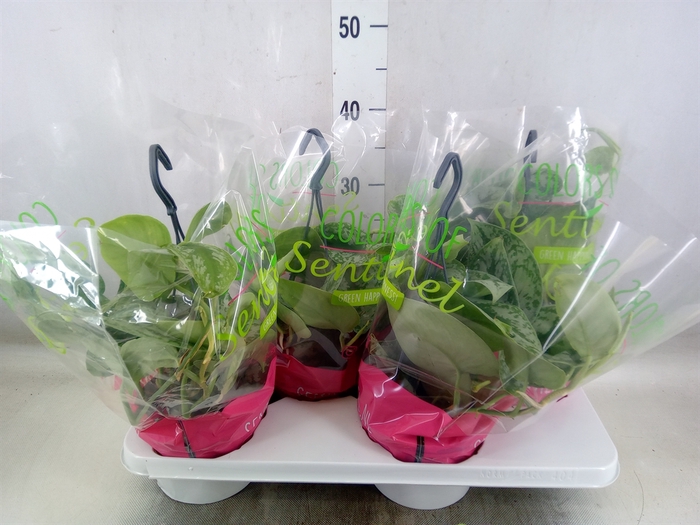 <h4>Scindapsus pictus 'Trebie'</h4>