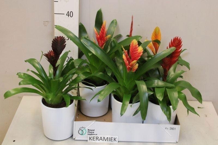 <h4>VRIES GEM 5 SRT</h4>