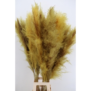 DF Pampas 130cm Yellow